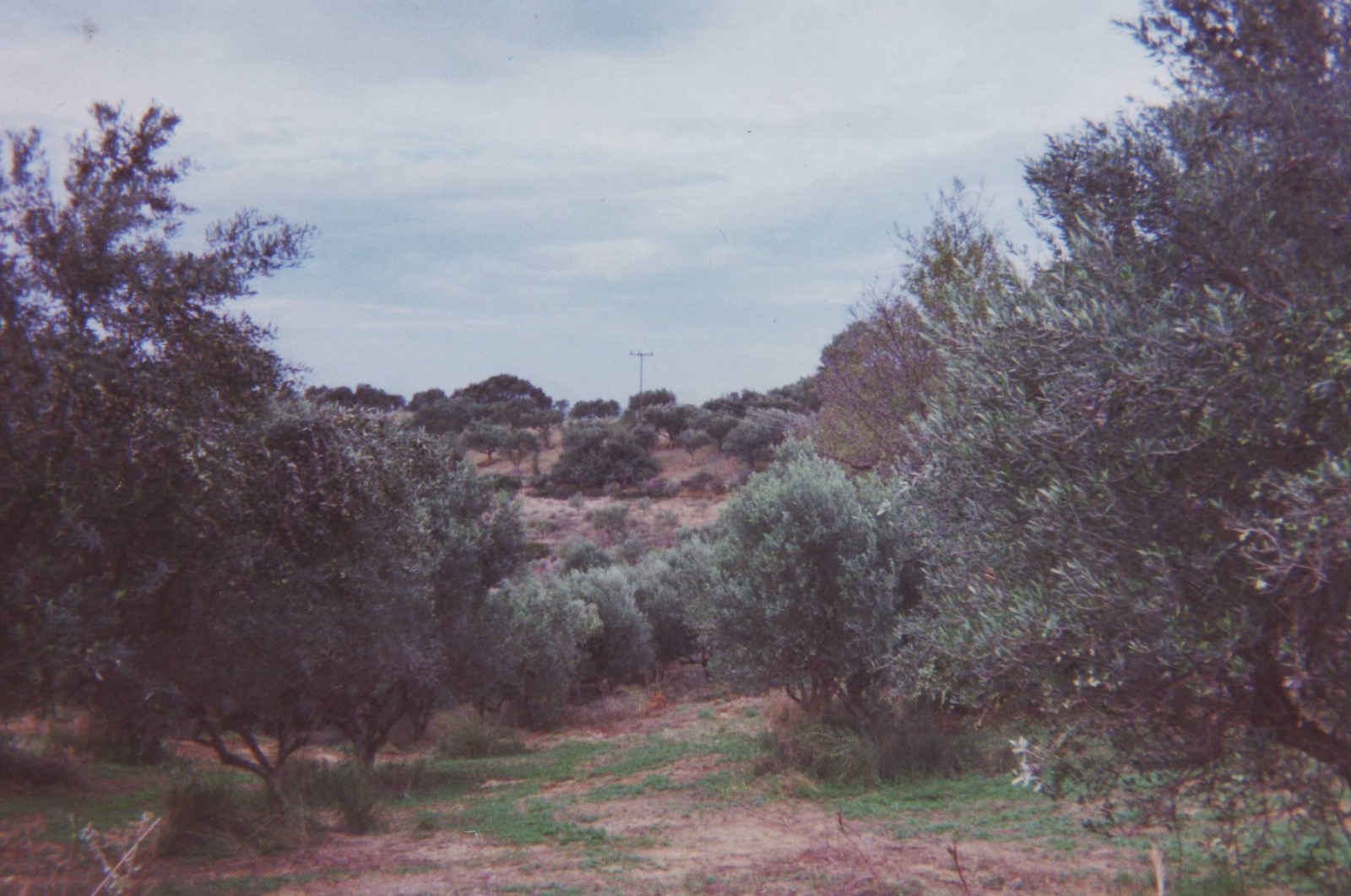 Olijfgaard in de Peloponnesos